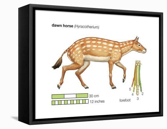 Hyracotherium (Eohippus), Extinct Dawn Horse, Mammals-Encyclopaedia Britannica-Framed Stretched Canvas