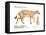 Hyracotherium (Eohippus), Extinct Dawn Horse, Mammals-Encyclopaedia Britannica-Framed Stretched Canvas