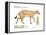 Hyracotherium (Eohippus), Extinct Dawn Horse, Mammals-Encyclopaedia Britannica-Framed Stretched Canvas