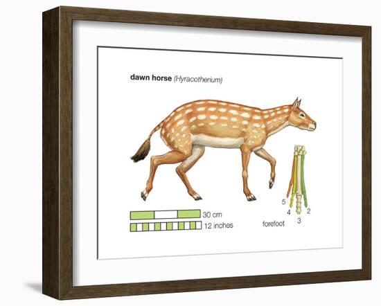 Hyracotherium (Eohippus), Extinct Dawn Horse, Mammals-Encyclopaedia Britannica-Framed Art Print