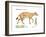 Hyracotherium (Eohippus), Extinct Dawn Horse, Mammals-Encyclopaedia Britannica-Framed Art Print