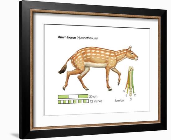 Hyracotherium (Eohippus), Extinct Dawn Horse, Mammals-Encyclopaedia Britannica-Framed Art Print