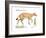 Hyracotherium (Eohippus), Extinct Dawn Horse, Mammals-Encyclopaedia Britannica-Framed Art Print