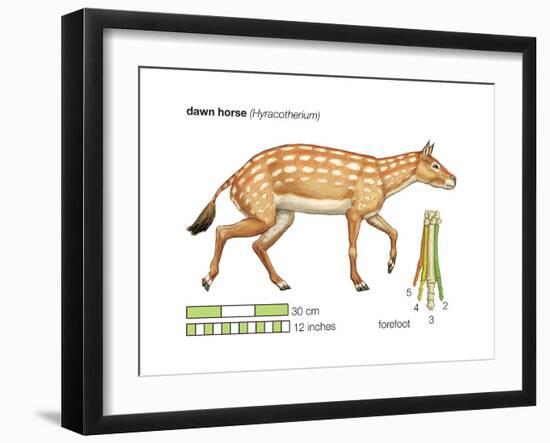 Hyracotherium (Eohippus), Extinct Dawn Horse, Mammals-Encyclopaedia Britannica-Framed Art Print