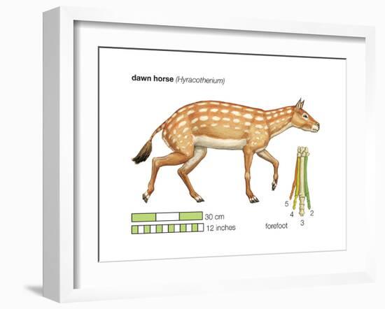 Hyracotherium (Eohippus), Extinct Dawn Horse, Mammals-Encyclopaedia Britannica-Framed Art Print