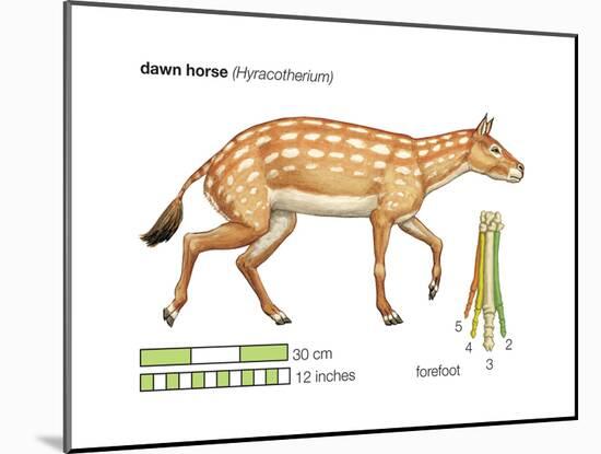 Hyracotherium (Eohippus), Extinct Dawn Horse, Mammals-Encyclopaedia Britannica-Mounted Art Print