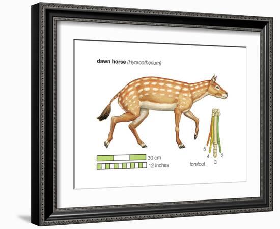 Hyracotherium (Eohippus), Extinct Dawn Horse, Mammals-Encyclopaedia Britannica-Framed Art Print