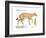 Hyracotherium (Eohippus), Extinct Dawn Horse, Mammals-Encyclopaedia Britannica-Framed Art Print