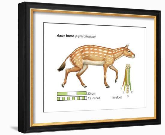 Hyracotherium (Eohippus), Extinct Dawn Horse, Mammals-Encyclopaedia Britannica-Framed Art Print