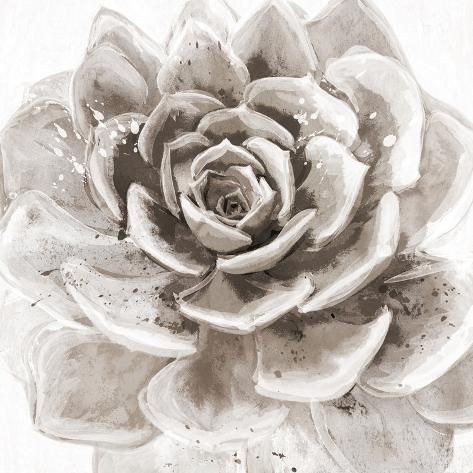 Giclee Print: Cereus Sempervivum - Fawn by Tania Bello: 16x16in