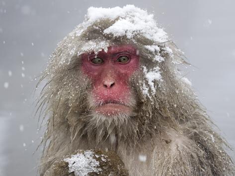 Photographic Print: Japanese Macaque (Macaca Fuscata) Mother Holding Her Baby In Snowstorm, Jigokudani, Japan by Diane McAllister: 24x18in