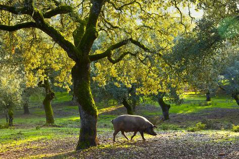 Photographic Print: Iberian Black Pig Foraging In Oak Woodland, Sierra De Aracena Natural Park, Huelva by Juan Carlos Munoz: 24x16in