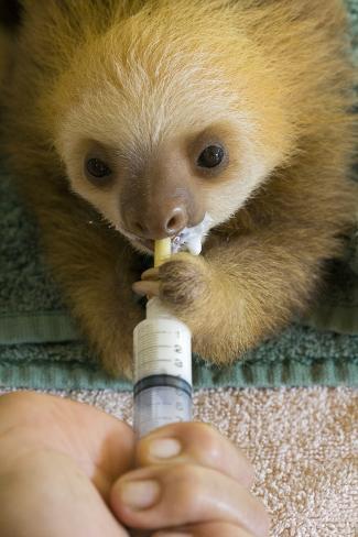 Photographic Print: Hoffmann'S Two-Toed Sloth (Choloepus Hoffmanni) Orphaned Baby Bottle Feeding by Suzi Eszterhas: 24x16in