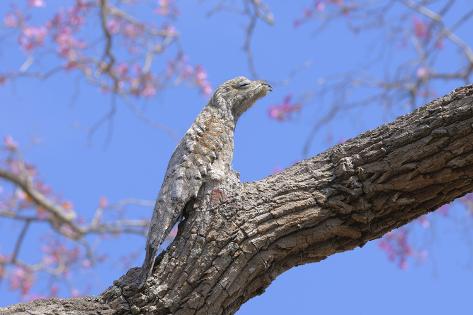 Photographic Print: Great Potoo (Nyctibius Grandis) Perched And Camouflaged On A Pink Ipe Tree (Tabebuia Ipe)Pantanal by Luiz Claudio Marigo: 24x16in