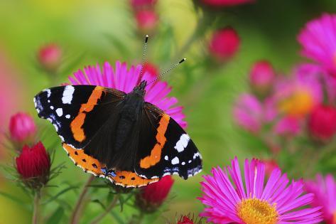 Photographic Print: Red Admiral Butterfly (Vanessa Atalanta) On Michaelmas Daisy Flowers. Dorset, UK, October 2012 by Colin Varndell: 24x16in