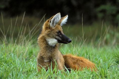 Photographic Print: Maned Wolf (Chrysocyon Brachyurus) Looking Alert In Its Natural Habitat by Luiz Claudio Marigo: 24x16in