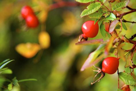 Photographic Print: Rose Hips on the Tidal Shore by Richard Wright: 24x16in