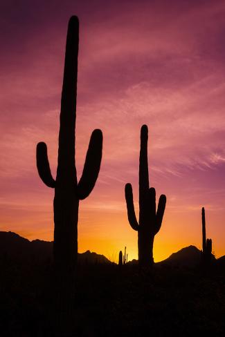 Photographic Print: Saguaro Cactus at Sunrise under Gates Pass, Tucson Mountain Park, Arizona by Russ Bishop: 12x8in