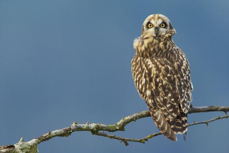 Photographic Print: Short-Eared Owl by Ken Archer: 24x16in