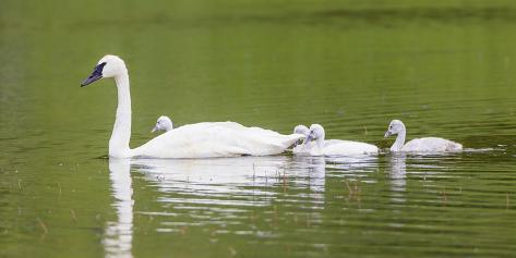 Photographic Print: Montana, Elk Lake, a Trumpeter Swan Adult Swims with Four of it's Cygnets by Elizabeth Boehm: 48x24in