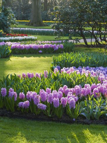 Photographic Print: Sunlit Spring Garden with Hyacinth and Daffodils by Anna Miller: 24x18in