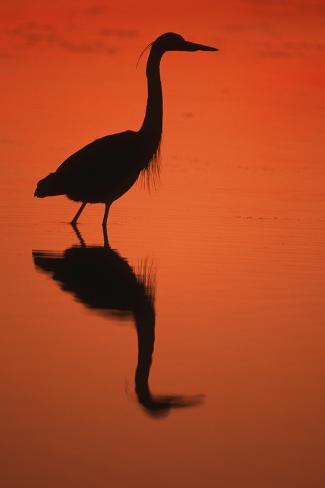 Photographic Print: Great Blue Heron at Sunset, J.N. Ding Darling National Wildlife Reserve, Florida by Richard and Susan Day: 24x16in
