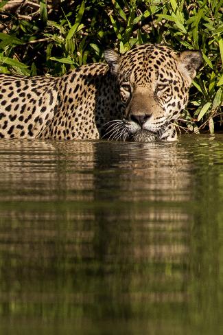 Photographic Print: South America, Brazil, Pantanal Wetlands, Jaguar Preparing to Cross the Three Brothers River by Judith Zimmerman: 24x16in