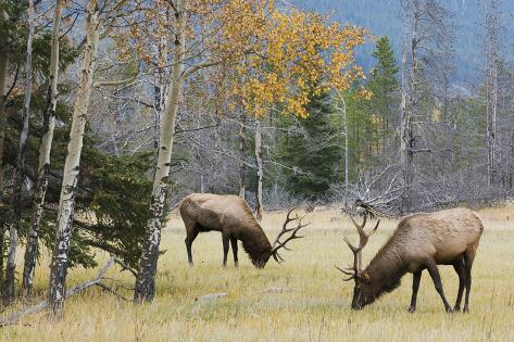 Photographic Print: Rocky Mountain Bull Elk Foraging by Ken Archer: 24x16in