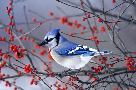 Photographic Print: Blue Jay in Winterberry Bush in Winter Marion County, Illinois by Richard and Susan Day: 24x16in