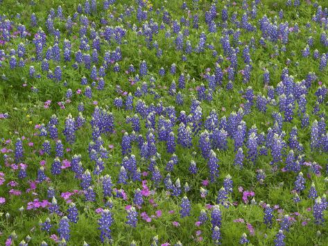 Photographic Print: A Field of Bluebonnets, Texas Hill Country Near Mason, Texas by Tim Fitzharris: 12x9in
