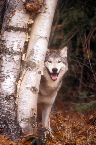 Photographic Print: Gray Wolf in a Forest by John Alves: 24x16in