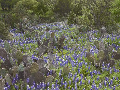 Photographic Print: Bluebonnets and Prickly Pear Cactus, Texas Hill Country Near Mason, Texas by Tim Fitzharris: 24x18in