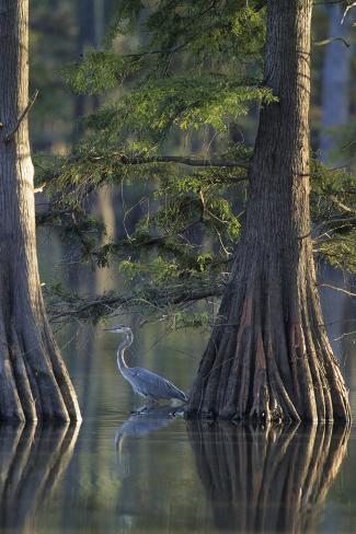 Photographic Print: Great Blue Heron Fishing Near Cypress Trees, Horseshoe Lake State Park, Illinois by Richard and Susan Day: 12x8in