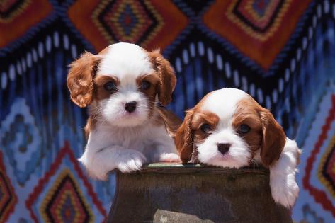 Photographic Print: Cavalier Puppies Coming Out of a Ceramic Flower Pot by Zandria Muench Beraldo: 24x16in