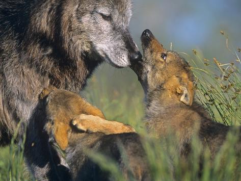 Photographic Print: Gray Wolf and Pups Playing, Montana by Tim Fitzharris: 24x18in