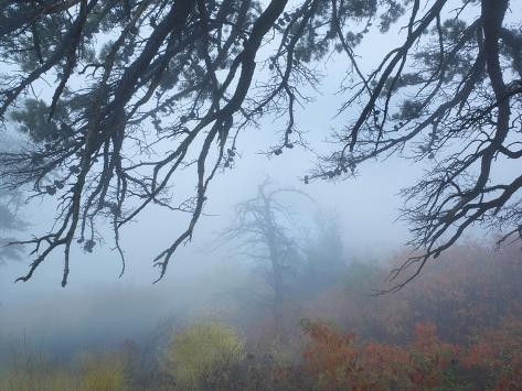 Photographic Print: View from Pinnacles Overlook, Shenandoah National Park, Virginia by Tim Fitzharris: 24x18in