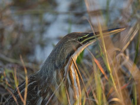 Photographic Print: American Bittern, Viera Wetlands, Florida, Usa by Maresa Pryor: 24x18in