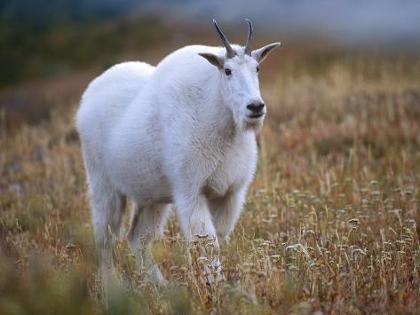 Photographic Print: Mountain Goat, Wyoming, Usa by Tim Fitzharris: 24x18in