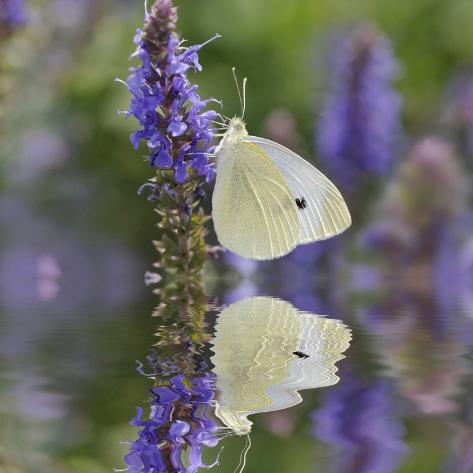 Photographic Print: Cabbage White Butterfly and Reflection, Pieris Rapae, Louisville, Kentucky by Adam Jones: 16x16in