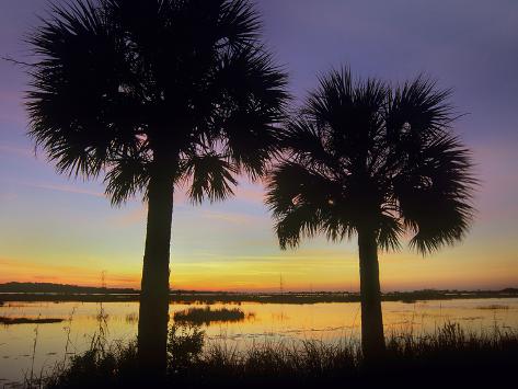 Photographic Print: Sabal Palms at Saint Marks National Wildlife Refuge, Florida, Usa by Tim Fitzharris: 24x18in