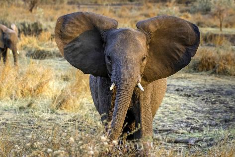 Photographic Print: Well, Hello There! by Art Wolfe: 24x16in