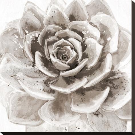 Stretched Canvas Print: Cereus Sempervivum - Fawn by Tania Bello: 20x20in