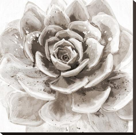 Stretched Canvas Print: Cereus Sempervivum - Fawn by Tania Bello: 24x24in