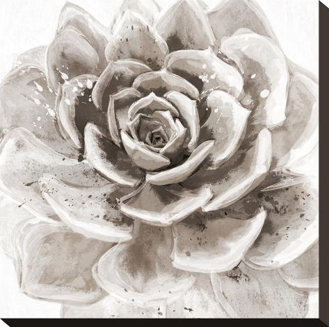 Stretched Canvas Print: Cereus Sempervivum - Fawn by Tania Bello: 16x16in