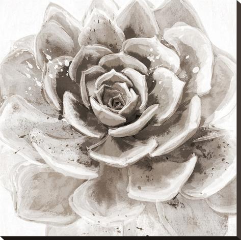 Stretched Canvas Print: Cereus Sempervivum - Fawn by Tania Bello: 30x30in