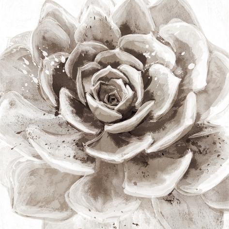 Art Print: Cereus Sempervivum - Fawn by Tania Bello: 6x6in