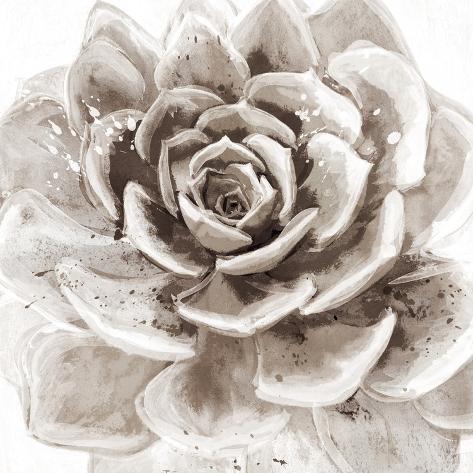 Art Print: Cereus Sempervivum - Fawn by Tania Bello: 12x12in