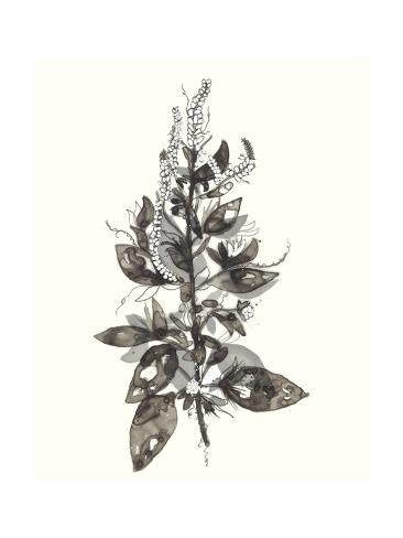 Premium Giclee Print: Transparent Floral 4 by Kyle Goderwis: 16x12in