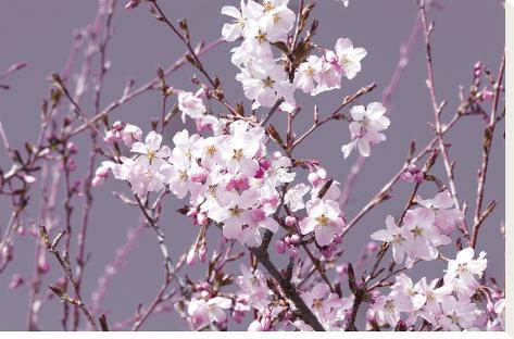 Stretched Canvas Print: Spring Blossom - Pink by Joseph Eta: 20x30in