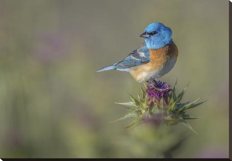 Stretched Canvas Print: Blowin' In The Wind by Greg Barsh: 28x40in